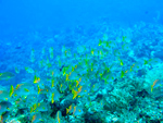Reserva Ecológica Cayo Largo - La Isla de la Juventud