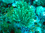 Reserva Ecológica Cayo Largo - La Isla de la Juventud