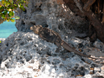 Reserva Ecológica Cayo Largo - La Isla de la Juventud