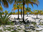 Reserva Ecológica Cayo Largo - La Isla de la Juventud