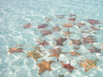 Reserva Ecológica Cayo Largo - La Isla de la Juventud