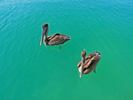 Aves - La Isla de la Juventud