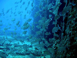 Parque Natural Punta Francés - La Isla de la Juventud