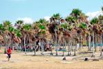 Playa Bibijagua