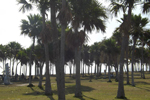 Playa Bibijagua